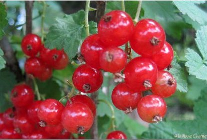 Groseilles