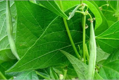Haricots verts