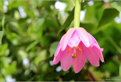 Madère - Passiflore Tarminiana (Fruit de la passion Banane)