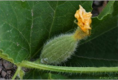 petit melon...