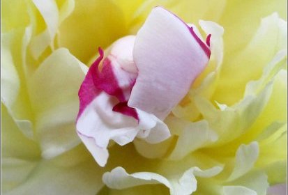 Pivoine