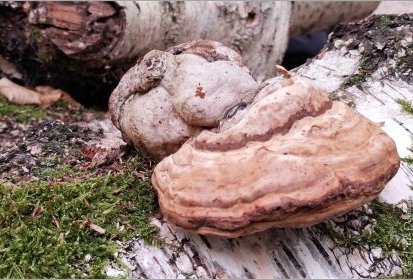 Polypore ?...