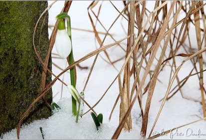 Perce-neige