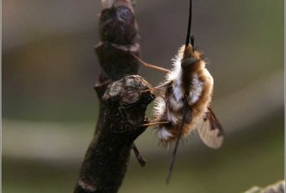 Bombylius major
