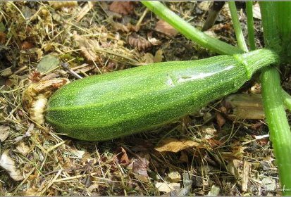 Courgette