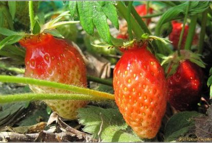 Fraises