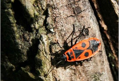 "Gendarme" (Pyrrhocoris apterus)