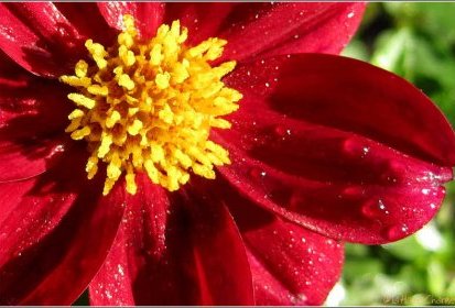 En jaune & rouge
