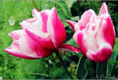 tulipes