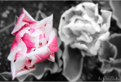 Tulipes Black & White