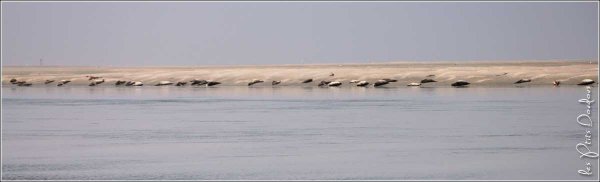 Entre le ciel et l'eau : le sable et les phoques {JPEG}